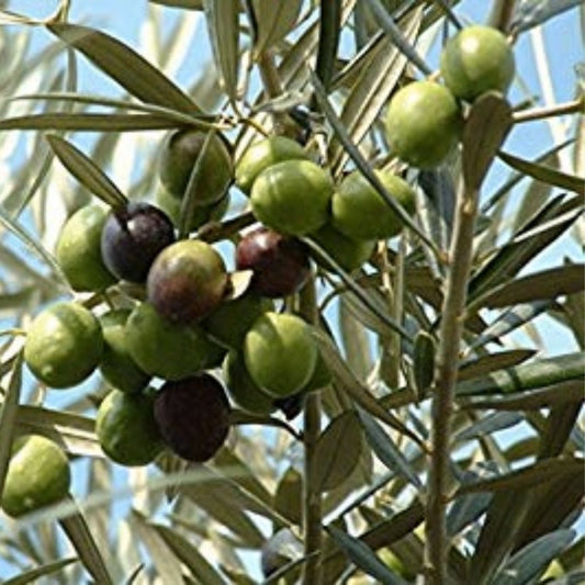 Olive Tree Seeds 25 Pack | Olea europaea | Hardy Mediterranean Garden Tree, Fruit, Ornamental, Live Plant, Starter, Bare Root