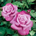 Barbra Streisand Rose Cuttings, Rosa 'Barbra Streisand', Live Garden Plant, Flowering, Starter Plant, Bare Root, Houseplant