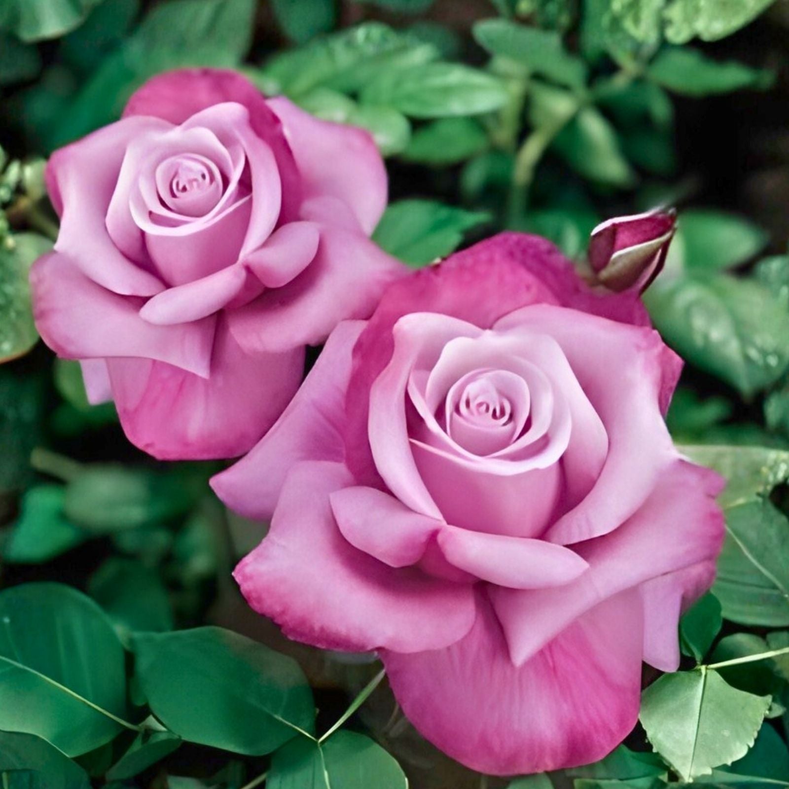 Barbra Streisand Rose Cuttings, Rosa 'Barbra Streisand', Live Garden Plant, Flowering, Starter Plant, Bare Root, Houseplant