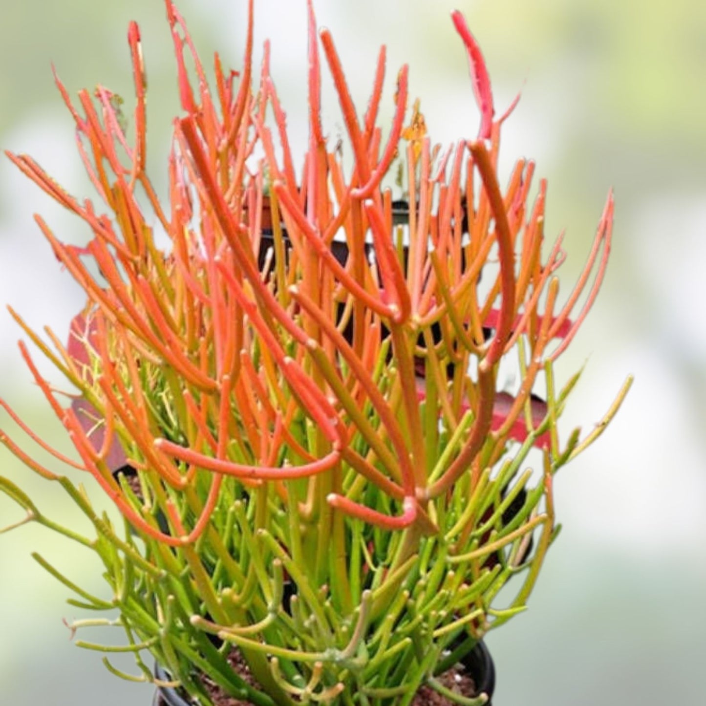 10 Fire Sticks Euphorbia Tirucalli Pencil Cactus Cuttings - Live Succulents, Drought Tolerant, Indoor Outdoor Plant