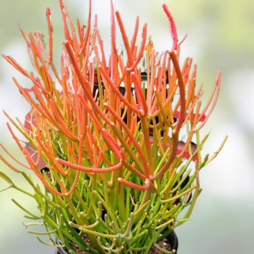 10 Fire Sticks Euphorbia Tirucalli Pencil Cactus Cuttings - Live Succulents, Drought Tolerant, Indoor Outdoor Plant