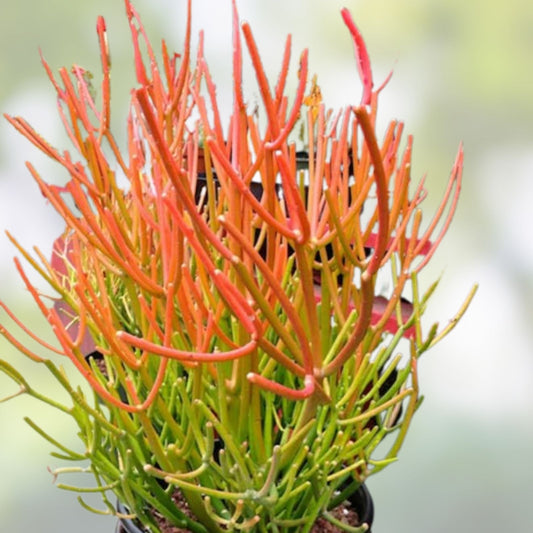 10 Fire Sticks Euphorbia Tirucalli Pencil Cactus Cuttings - Live Succulents, Drought Tolerant, Indoor Outdoor Plant