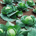 Cabbage Seeds Charleston Wakefield Heirloom Non-GMO Brassica oleracea Vegetable Seeds 50 Count