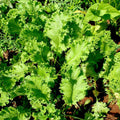 Mustard Greens Seeds Heirloom Non-GMO Brassica juncea Vegetable Seeds 25+ Starter Plants, Live Plant, Cutting, Bare Root