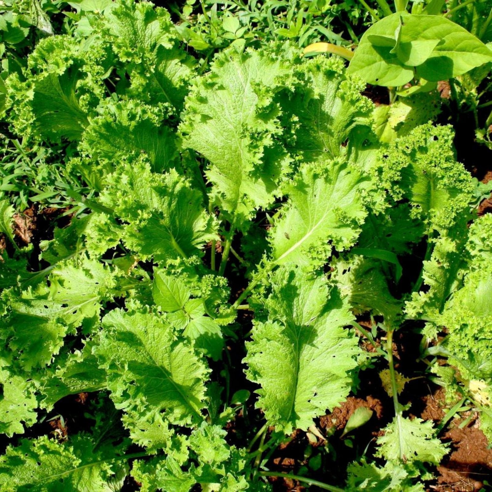 Mustard Greens Seeds Heirloom Non-GMO Brassica juncea Vegetable Seeds 25+ Starter Plants, Live Plant, Cutting, Bare Root