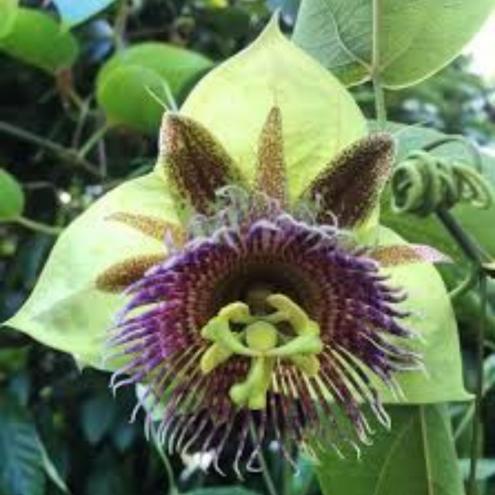 Sweet Calabash Seeds 30 Pack - Passiflora maliformis Tropical Fruit Seeds for Planting - Fast Shipping
