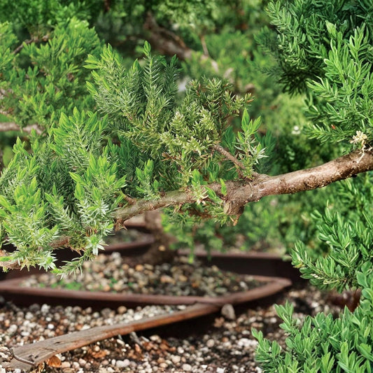 Juniperus procumbens Pre Bonsai Juniper Cuttings 6-8 inch Live Planting Material 5 Pack