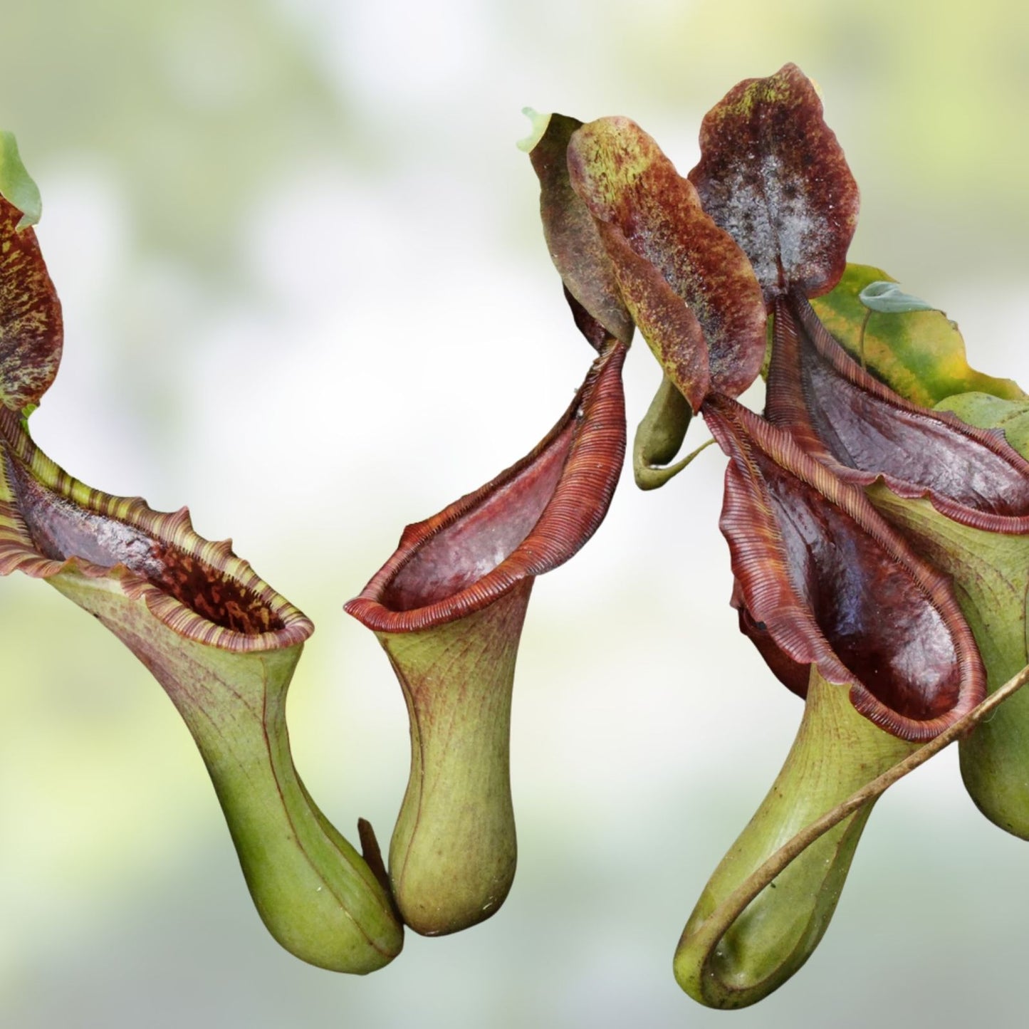 Nepenthes Lowii x Truncata Pitcher Plant XL Rooted Cutting Carnivorous Houseplant for Collectors