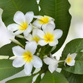 Well-Rooted Plumeria Plant - 3 Branches, White and Yellow Blooms, Frangipani, Fast Growing, Tropical Garden Plant