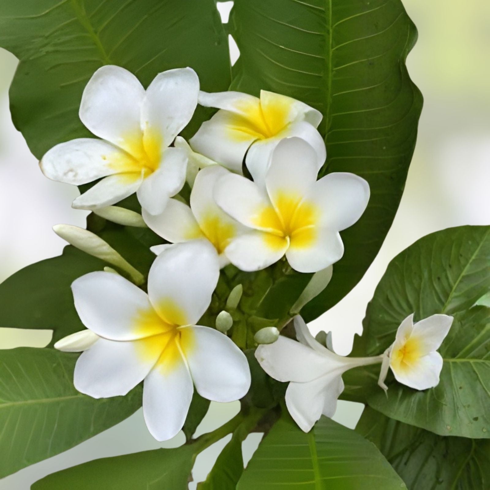 Well-Rooted Plumeria Plant - 3 Branches, White and Yellow Blooms, Frangipani, Fast Growing, Tropical Garden Plant