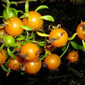 Barbados Gooseberry Seeds Pereskia aculeata Rare Rose Cactus Live Plant Cutting Starter Plant