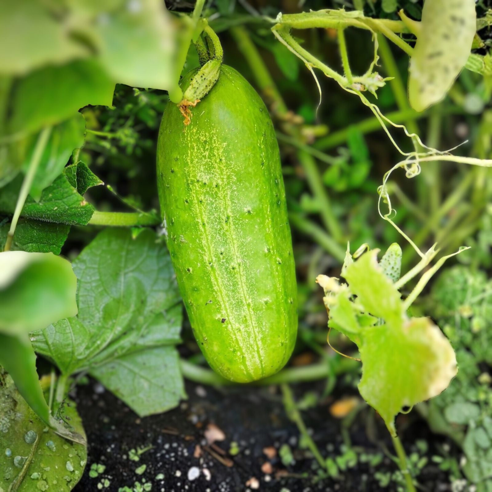 Cucumber Seeds 50 Count Boston Pickling Heirloom Non-GMO Cucumis sativus Vegetable Seeds for Pickling, Garden, Homegrown
