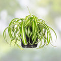 Spider Plant Curly Baby Cuts Live Houseplant Bonnie Variety Chlorophytum comosum
