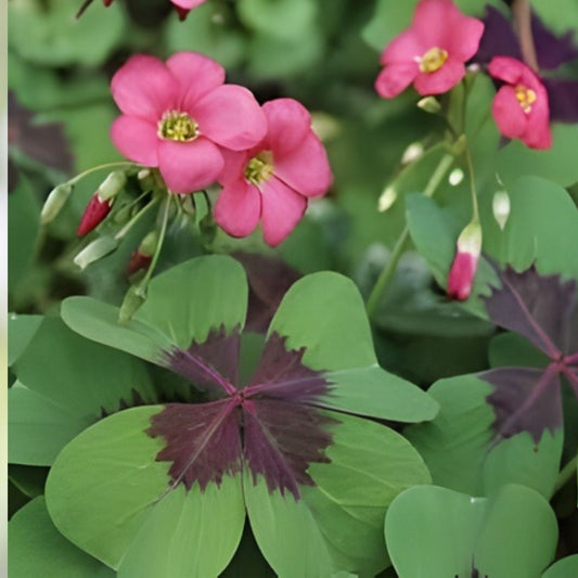 Oxalis Triangularis Shamrock Bulbs - Four Leaf Clover Houseplant - Hardy Live Plant for Zones 7-10 - Fresh Stock