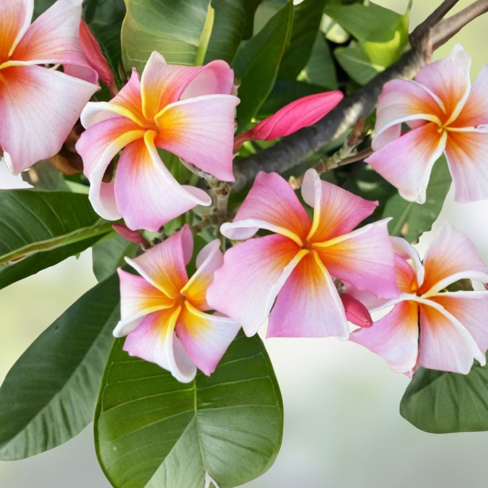 Rooted Plumeria Plant Cutting 21" Cloud 9 Frangipani Tropical Garden Flowering Houseplant