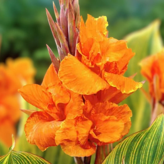 Orange Canna Lily Plant 3 Gallon Pot Tropical Perennial Canna indica Live Flowering Houseplant