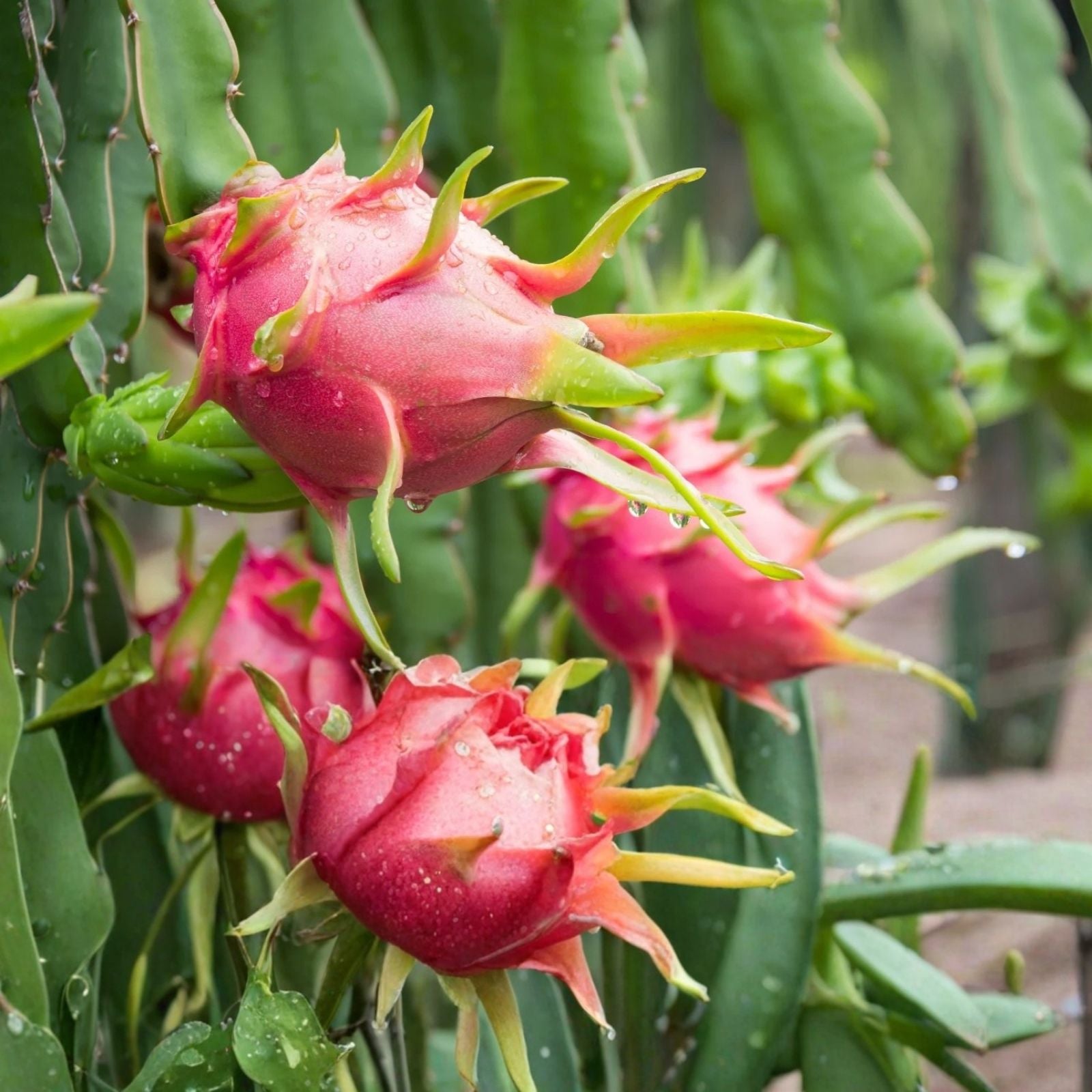 Dragon Fruit Cuttings 8-14 Inches Hylocereus spp. Live Plant Propagation Succulent Bare Root Starter Plant