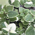 Variegated & Green Cuban Oregano Plant Cuttings - 6 Plectranthus Thyme Culinary & Gardening Cuttings