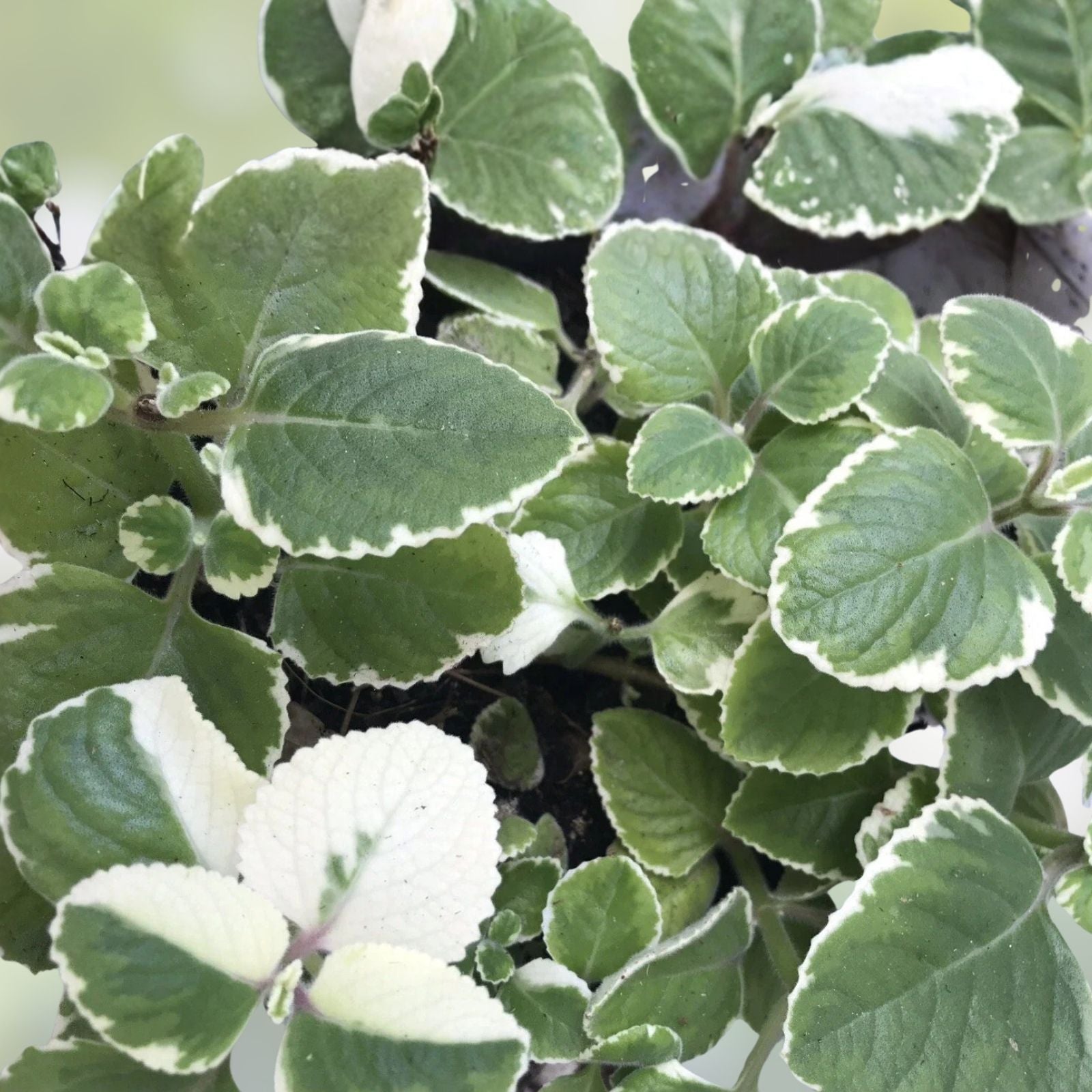 Variegated & Green Cuban Oregano Plant Cuttings - 6 Plectranthus Thyme Culinary & Gardening Cuttings