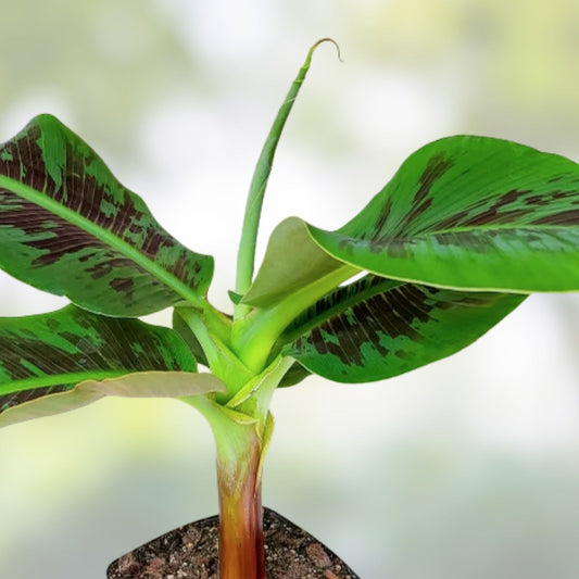 Musa Banana Plant Starter Small Rooted Indoor Edible Fruit Houseplant Tropical Plant - Fast Growing