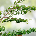 Green Curly Willow Trees - 2 Live Cuttings with Curly Branches & Leaves - Salix babylonica 'Crispa'