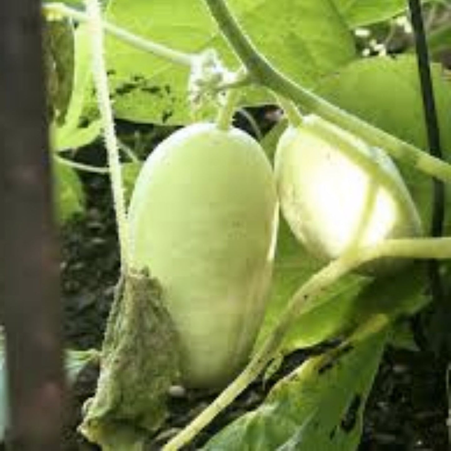 Dragon Eggs Seeds 30 Count – White Cucumber Cucumis sativus Live Plant Starter Bare Root Gardening Kit
