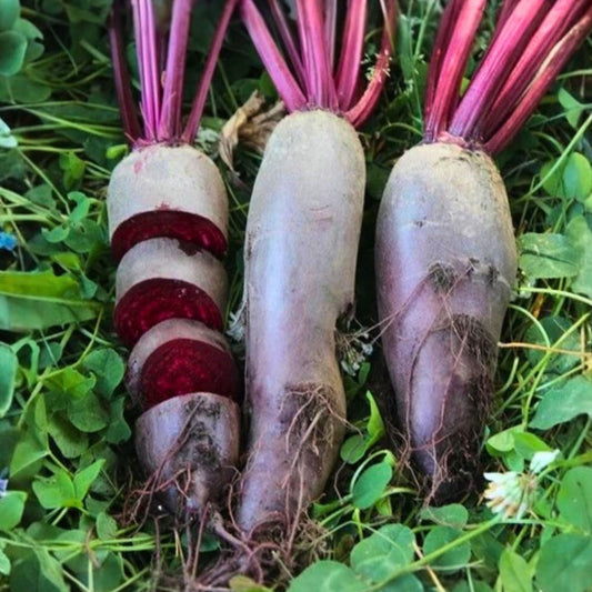 Heirloom Black Beauty Zucchini Seeds Non-GMO Vegetable Garden Seeds 500 Starter Plants, Live Plant, Cutting, Bare Root