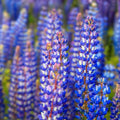 Arroyo Lupine Seeds 100 Count – Purple Wildflower Seeds – Lupinus succulentus – Native Flower Seeds for Garden, Landscaping, or Wildflower Mix
