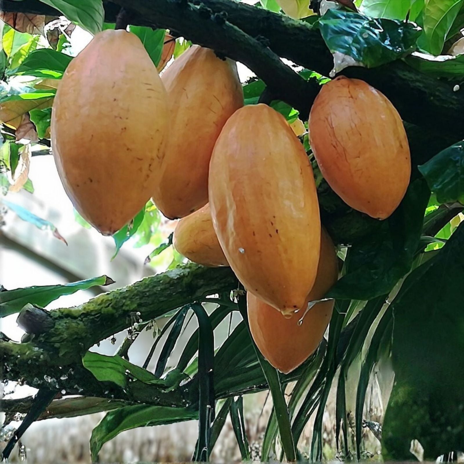 Cacao Tree Seeds for Planting, Organic Wet Cocoa Seeds, Rare Exotic Theobroma cacao, Fast Shipping