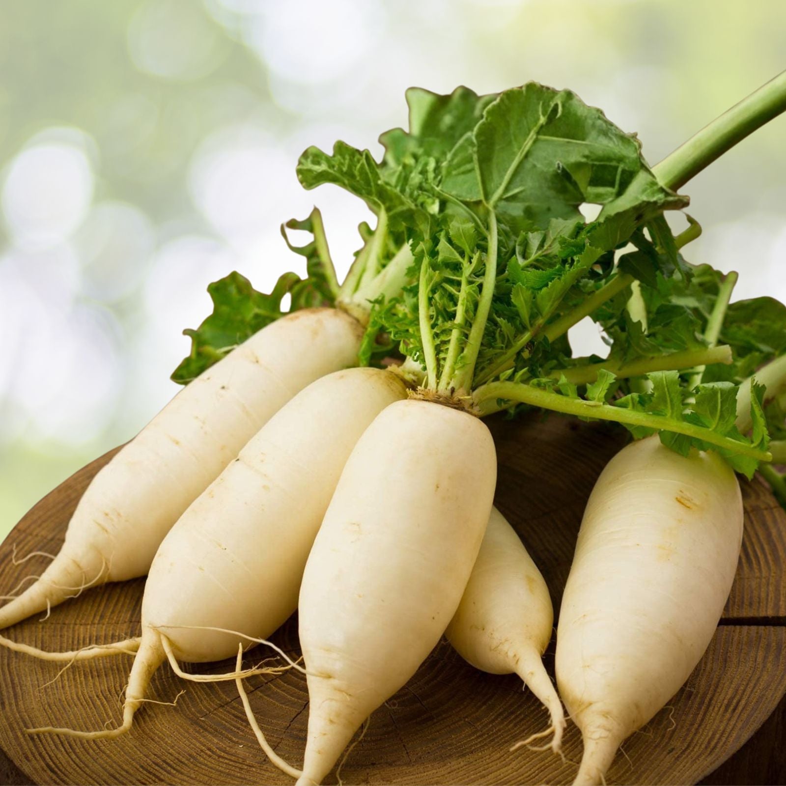 White Lady Radish Seeds 50 Count Non-GMO Vegetable Seeds for Home Garden, Organic Raphanus sativus, Heirloom, Starter Plant
