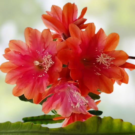 Kiwi Nicky Lynette Epiphyllum Unrooted Cutting Succulent Plant Propagation 8-10 Inches Houseplant