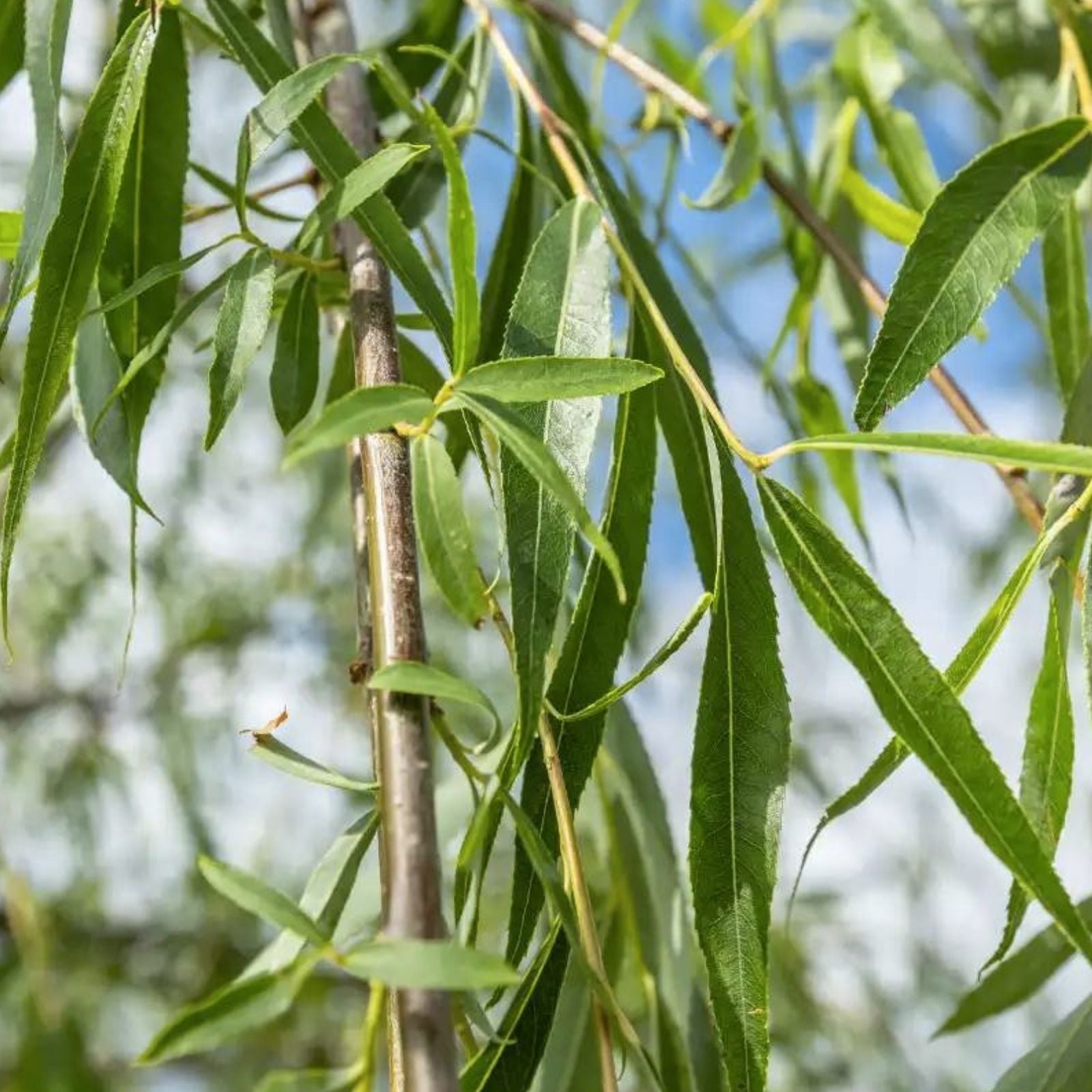 Weeping Willow Cuttings Bare Root Tree Fast Growing Shade Plant Salix babylonica Live Plant