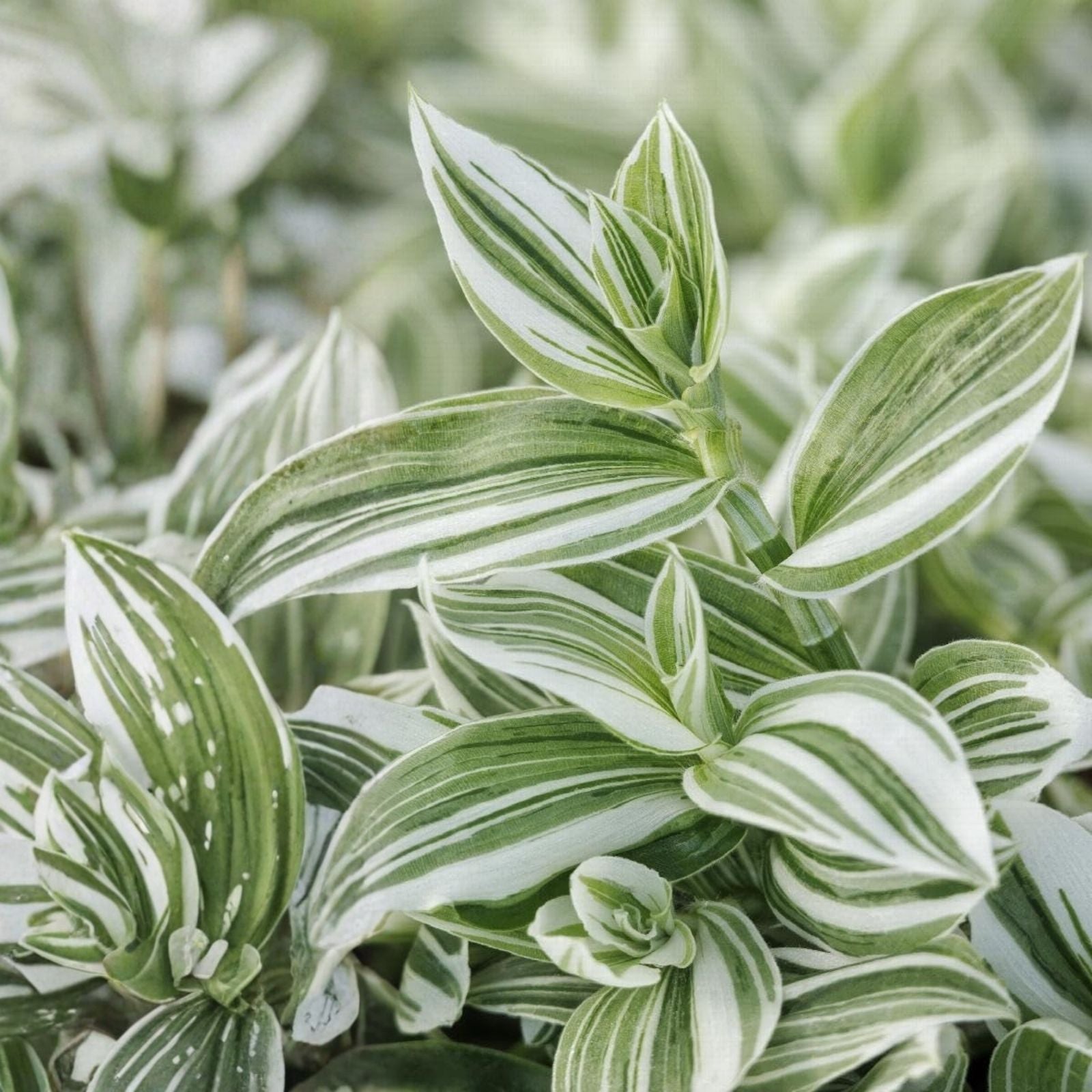 Tradescantia Fluminensis Live Houseplant Cutting, Green Indoor Plant, Starter Plant for Home Decor