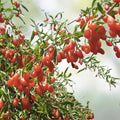 Rooted Goji Berry Plants 3 Pack Organic Lycium barbarum Superfood Berries Live Fruit Plants