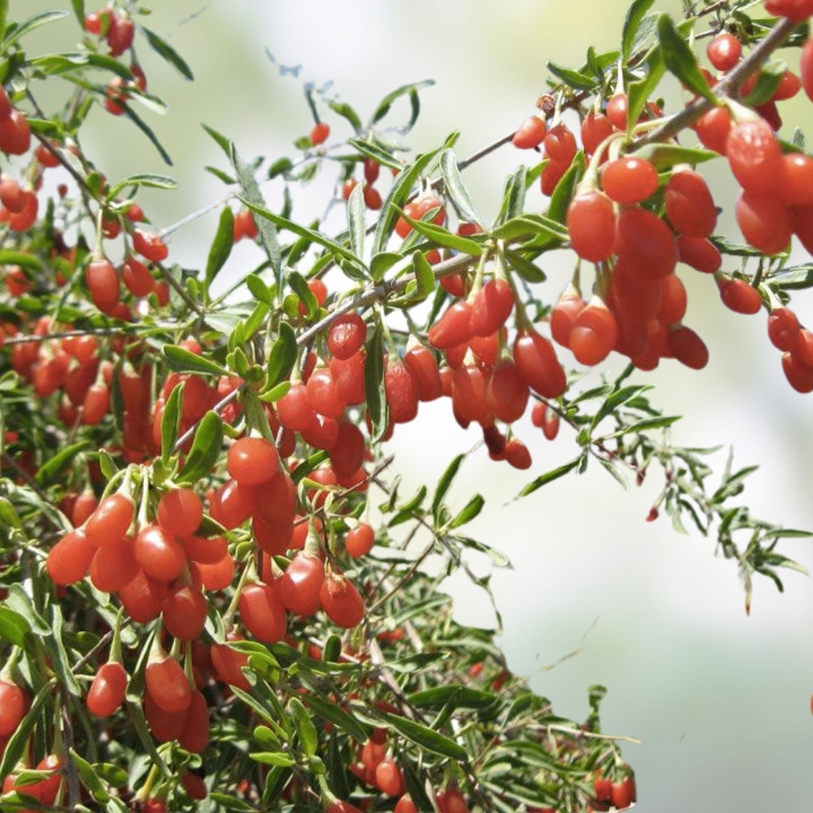 Rooted Goji Berry Plants 3 Pack Organic Lycium barbarum Superfood Berries Live Fruit Plants
