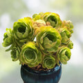 Aeonium Canariense Succulent Cutting 5-6" Live Plant Drought Tolerant Indoor Outdoor Green Houseplant