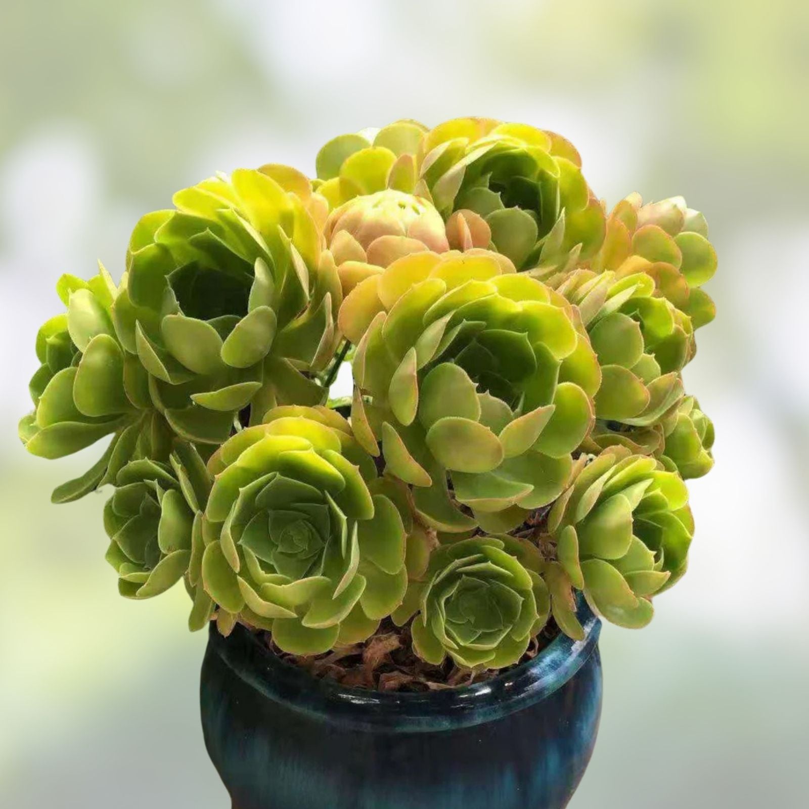 Aeonium Canariense Succulent Cutting 5-6" Live Plant Drought Tolerant Indoor Outdoor Green Houseplant