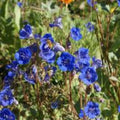 California Bluebell Seeds, Campanula, Organic, Non-GMO, Live Plant, Starter, Bare Root, Garden Flower, USA Grown, Free Shipping