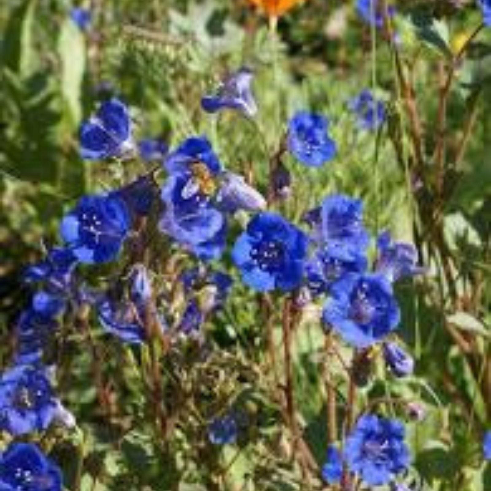 California Bluebell Seeds, Campanula, Organic, Non-GMO, Live Plant, Starter, Bare Root, Garden Flower, USA Grown, Free Shipping