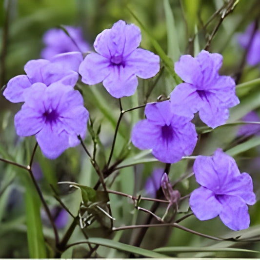 Mexican Petunia Plants 10 Rooted Garden Flowers Ruellia simplex Butterfly & Hummingbird Attractant