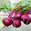 Ruby Queen Beet Seeds 25+ Non-GMO Organic Dark Red Beta vulgaris Vegetable Seeds for Gardening