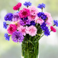 Dwarf Polka Dot Mix Bachelor Button Seeds – 500 Colorful Annual Flowers, Garden, Wildflower, Cut Flower, Centaurea cyanus