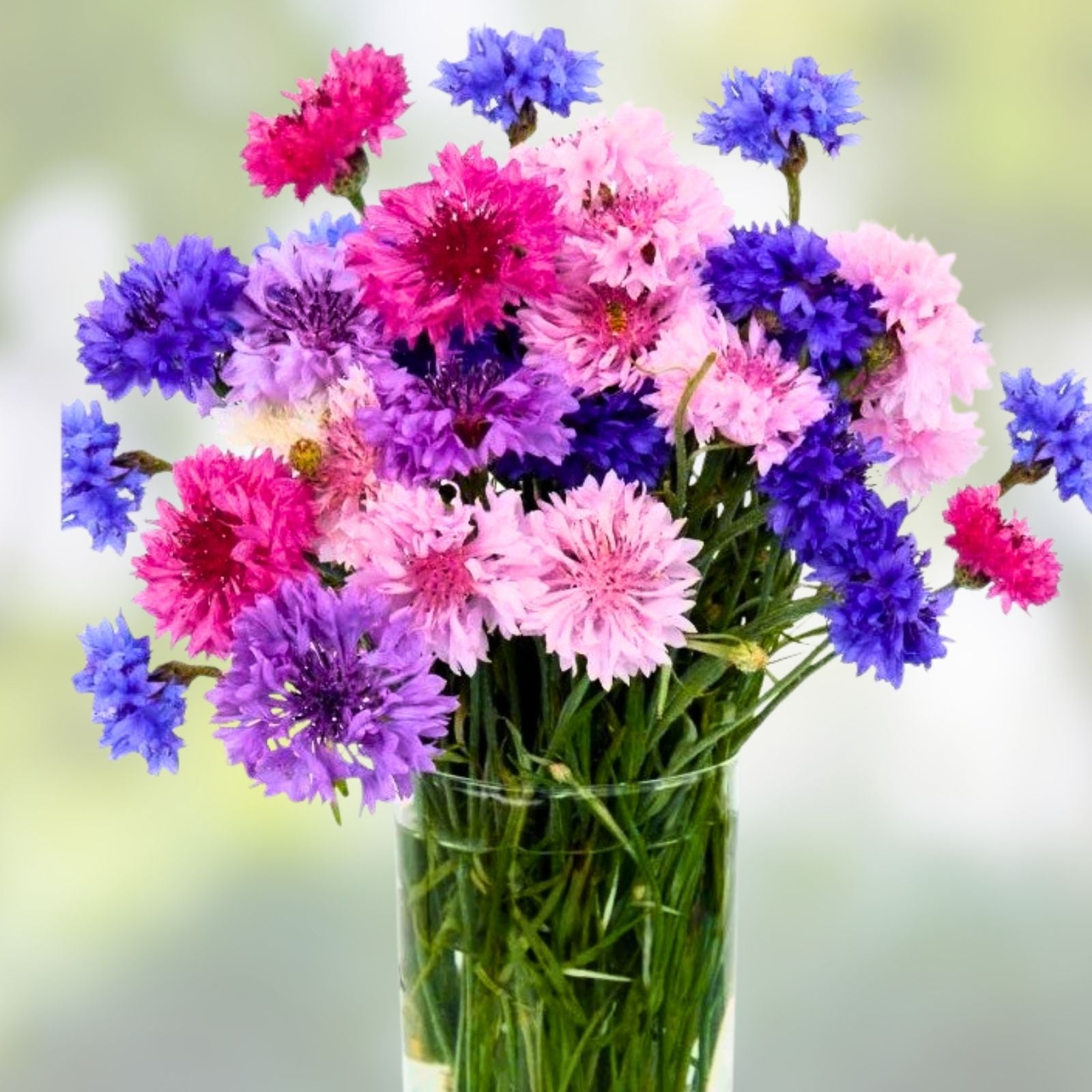 Dwarf Polka Dot Mix Bachelor Button Seeds – 500 Colorful Annual Flowers, Garden, Wildflower, Cut Flower, Centaurea cyanus