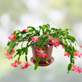 Pink Holiday Cactus Cutting, Live Schlumbergera Succulent, Christmas Easter Thanksgiving Plant, Houseplant, Starter Plant