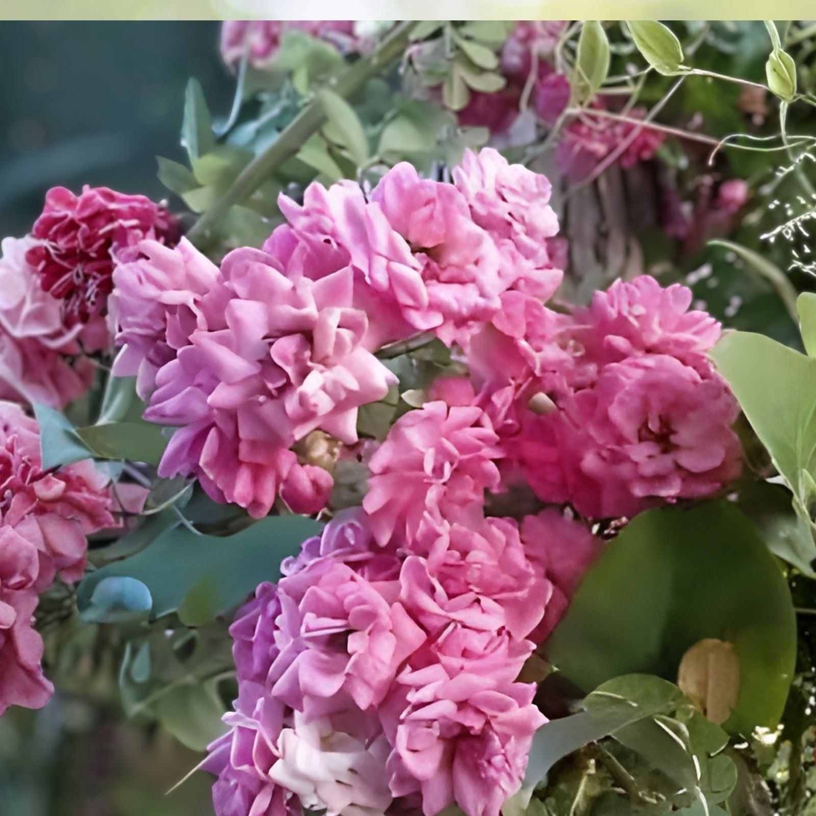 French Rose Cuttings 4 Stems Colorful Varieties Rosa spp. Garden Flower Propagation Live Plant