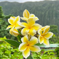 Plumeria Cuttings Single Tip 8-10" Colorful Flowering Plant Live Starter Houseplant