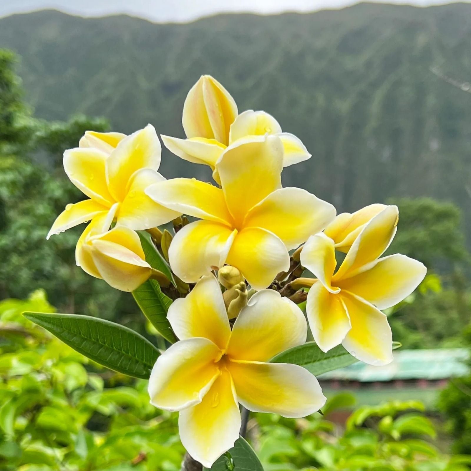 Plumeria Cuttings Single Tip 8-10" Colorful Flowering Plant Live Starter Houseplant