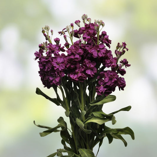 Katz Purple Stock Seeds 500 Count | Matthiola incana Flower Seeds for Garden, Cut Flowers, Annuals