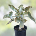 Kalanchoe Beharensis Velvet Elephant Ears Cuttings – Unique Succulent Plant for Home Decor - bloomhavennursery