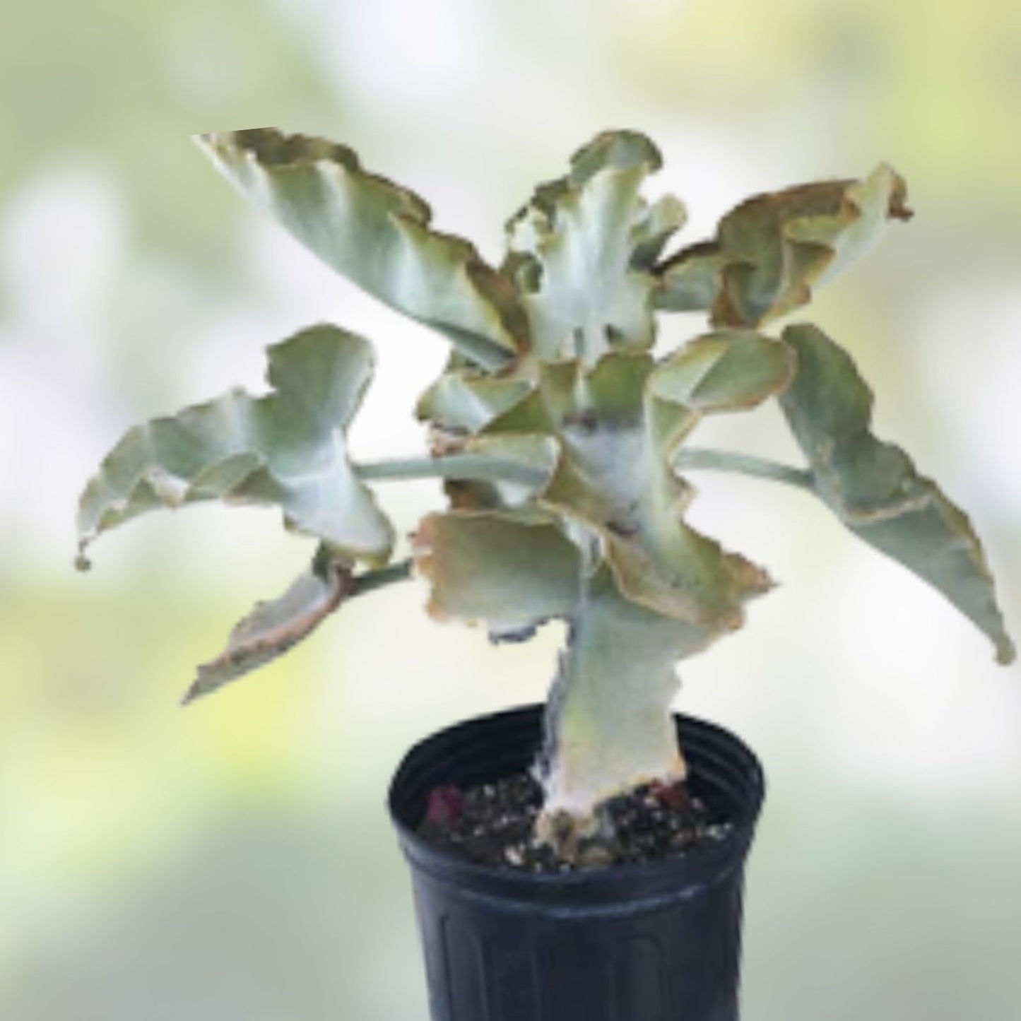 Kalanchoe Beharensis Velvet Elephant Ears Cuttings – Unique Succulent Plant for Home Decor - bloomhavennursery